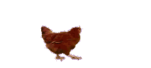 chicken_ani.gif